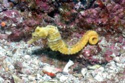 Seahorse about 25 cm in length by Richard Ten Brinke 